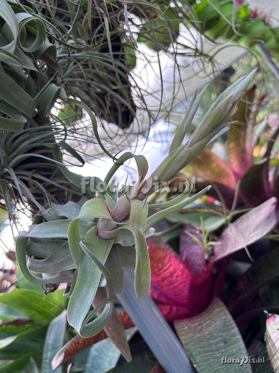 Tillandsia streptophylla