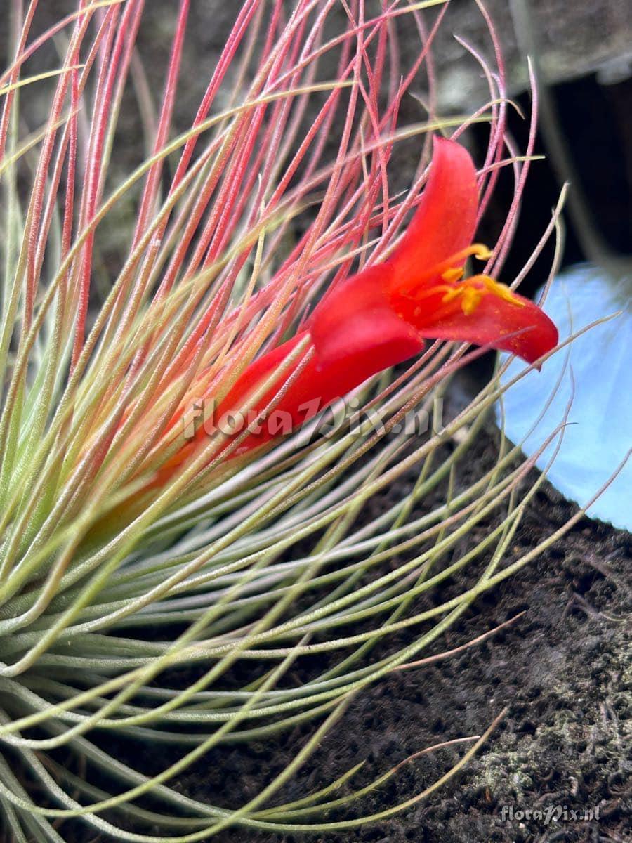 Tillandsia andreana