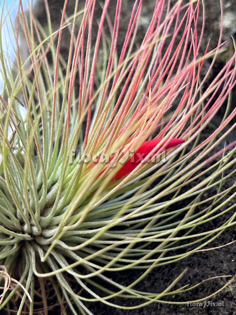 Tillandsia andreana