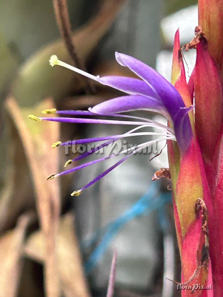 Tillandsia smalliana x