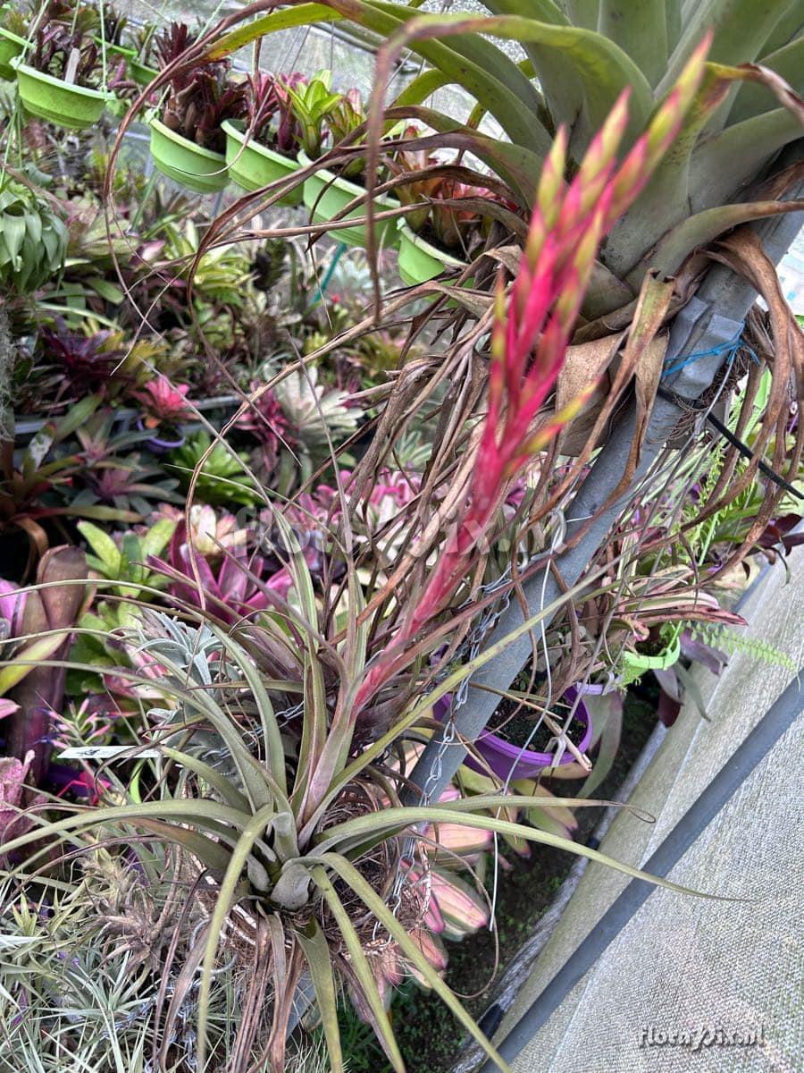 Tillandsia smalliana x