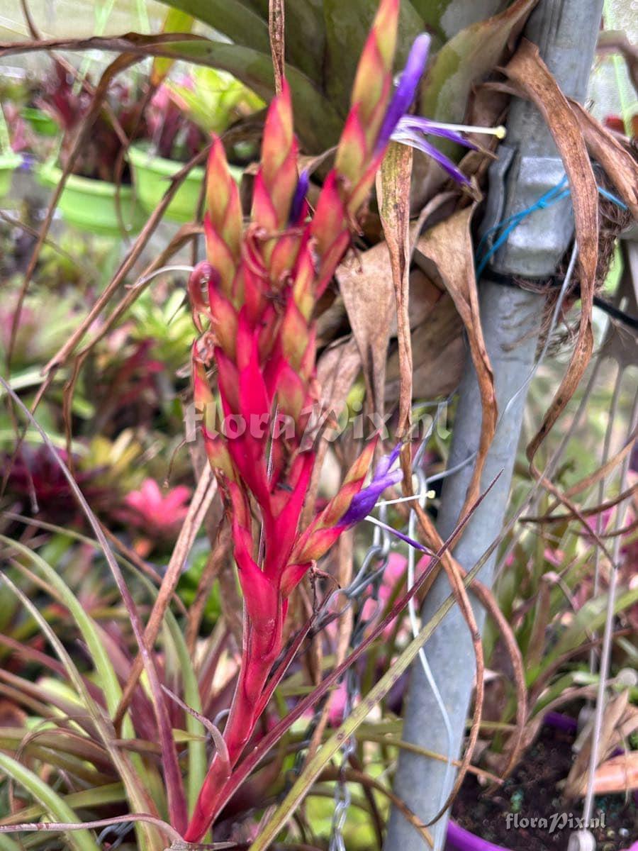 Tillandsia smalliana x