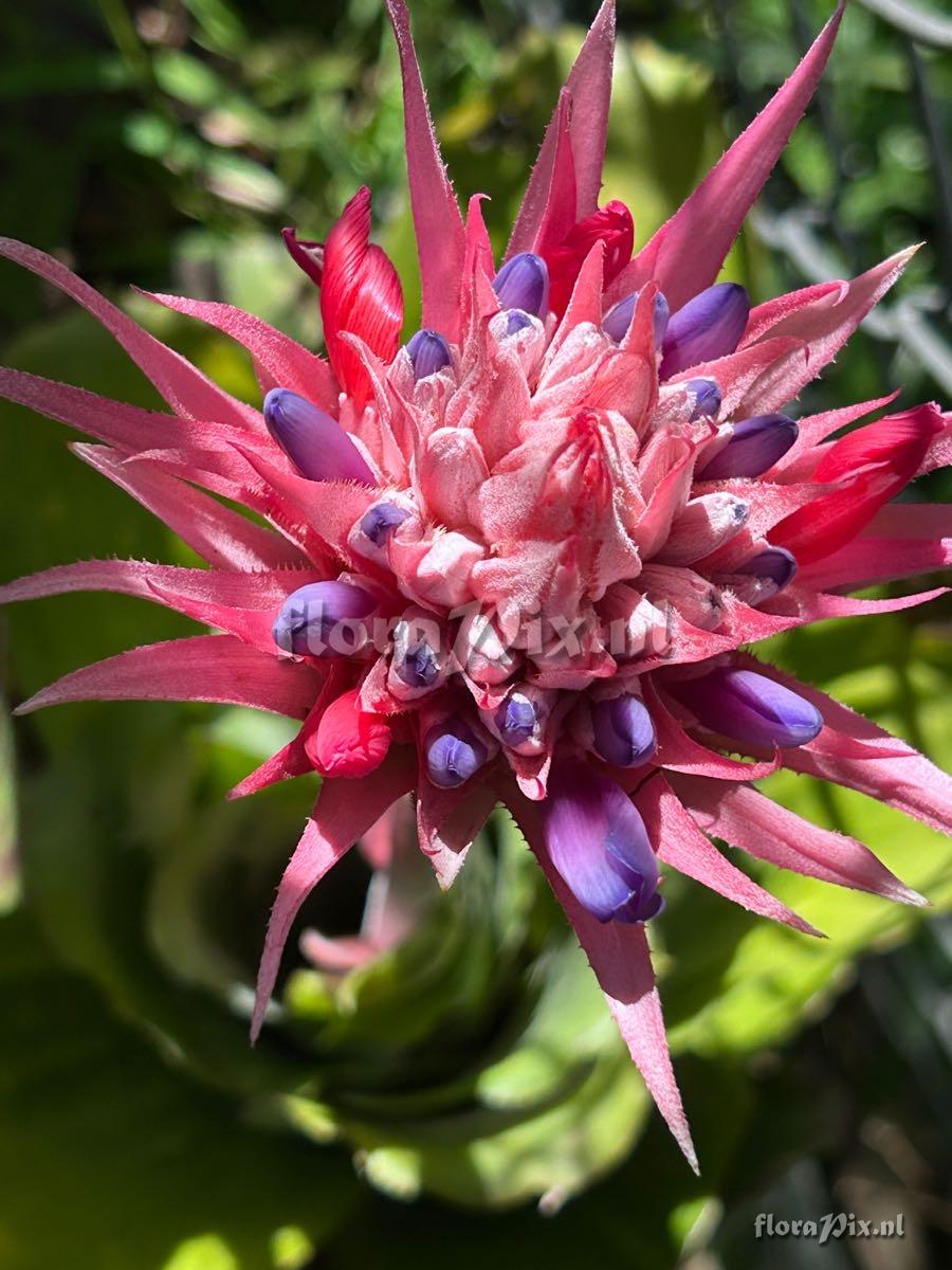 Aechmea fasciata