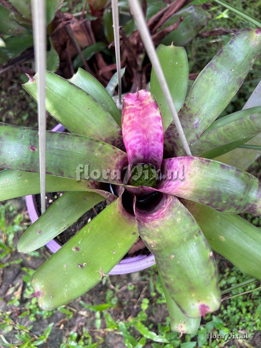 Neoregelia tristis