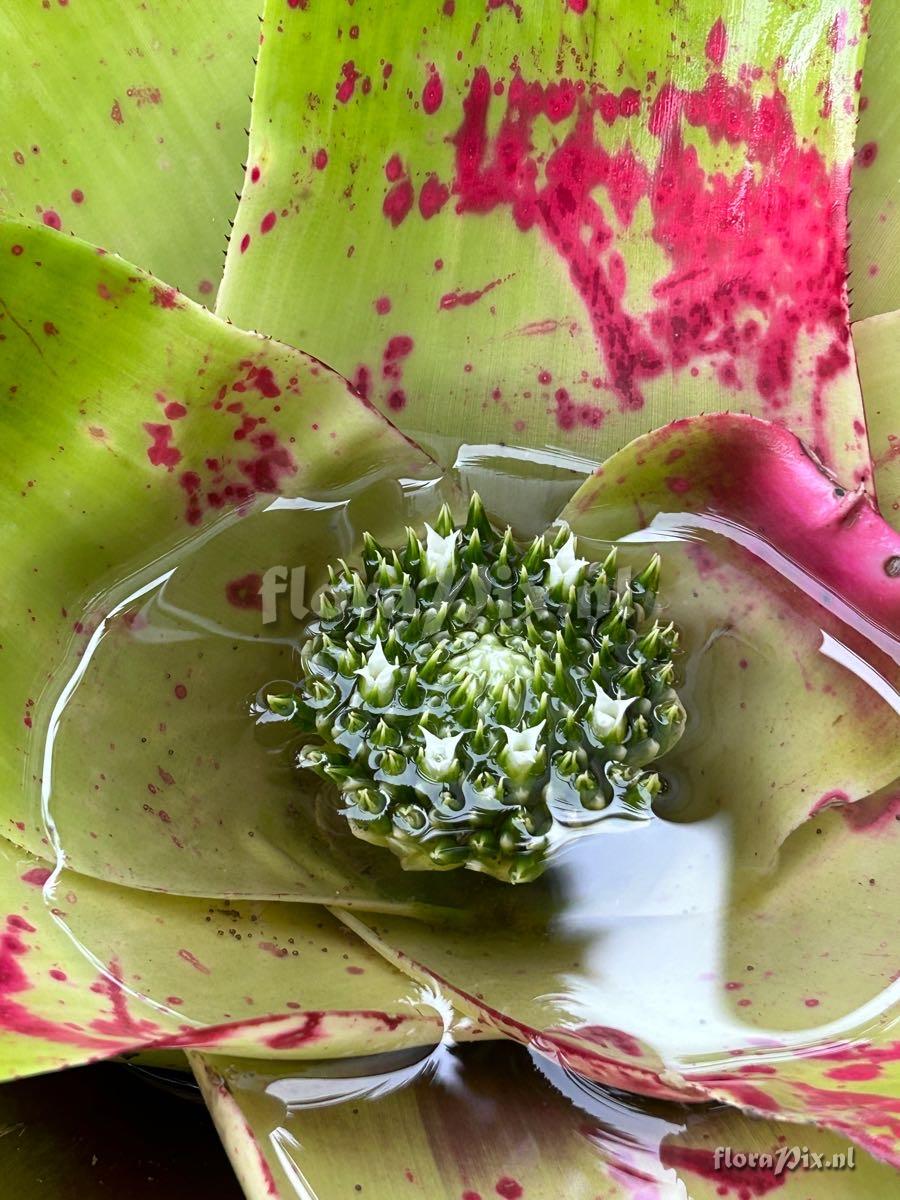 Neoregelia johannis