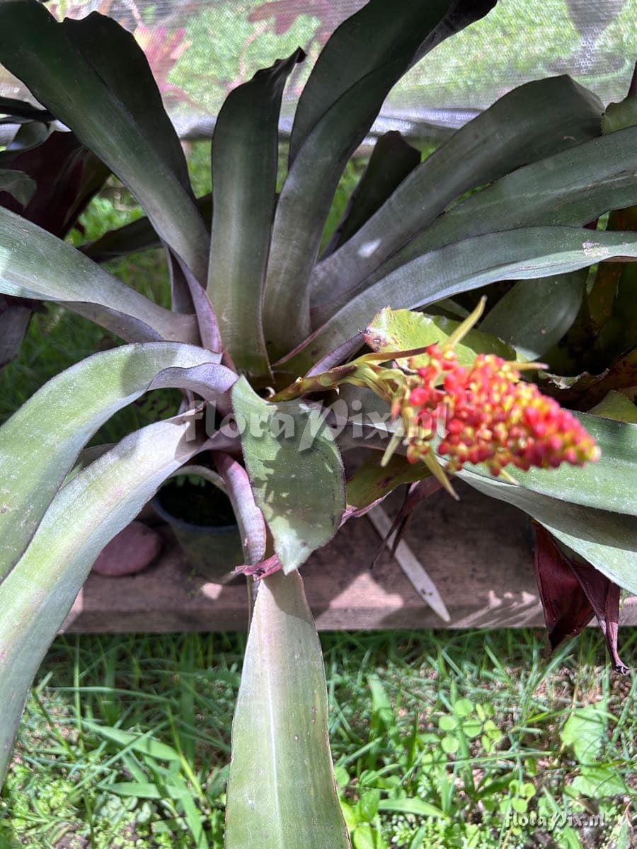 Aechmea fulgens var. discolor