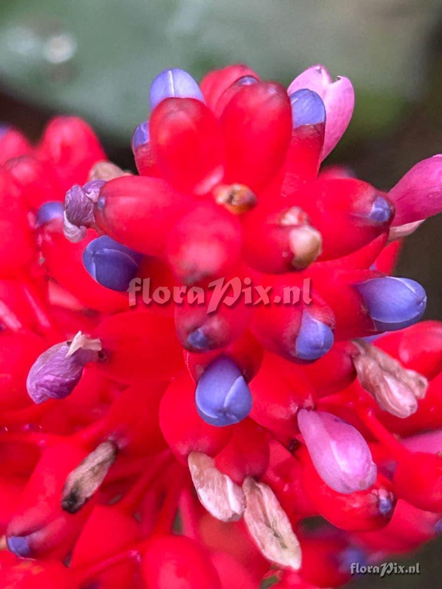 Aechmea fulgens var. discolor