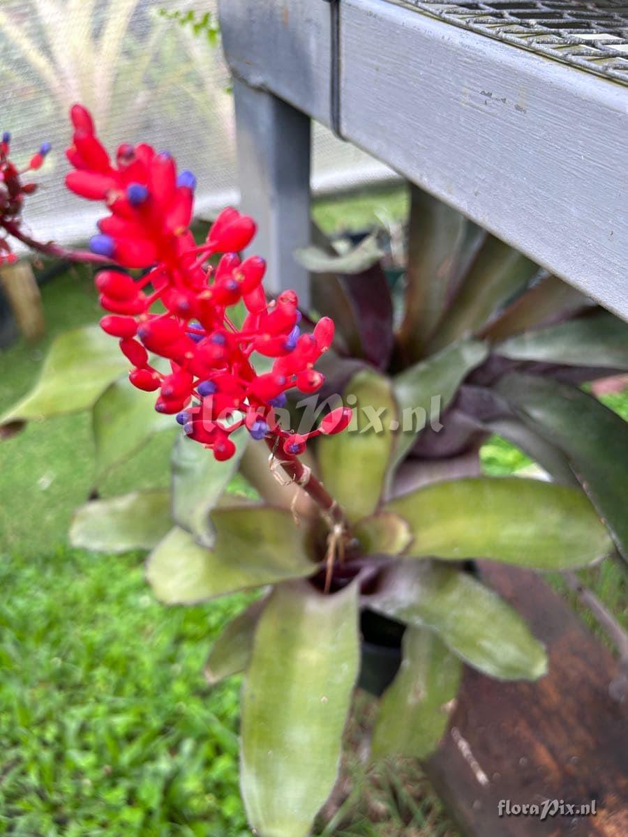 Aechmea fulgens var. discolor