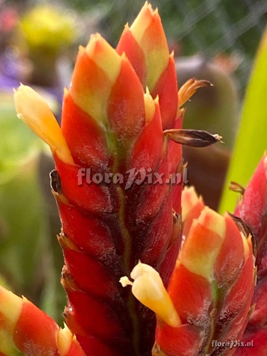 Aechmea tillandsioides