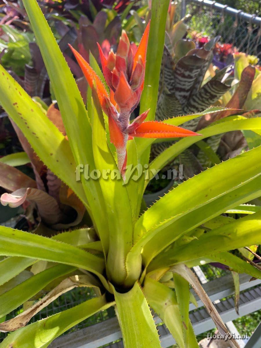 Aechmea tillandsioides