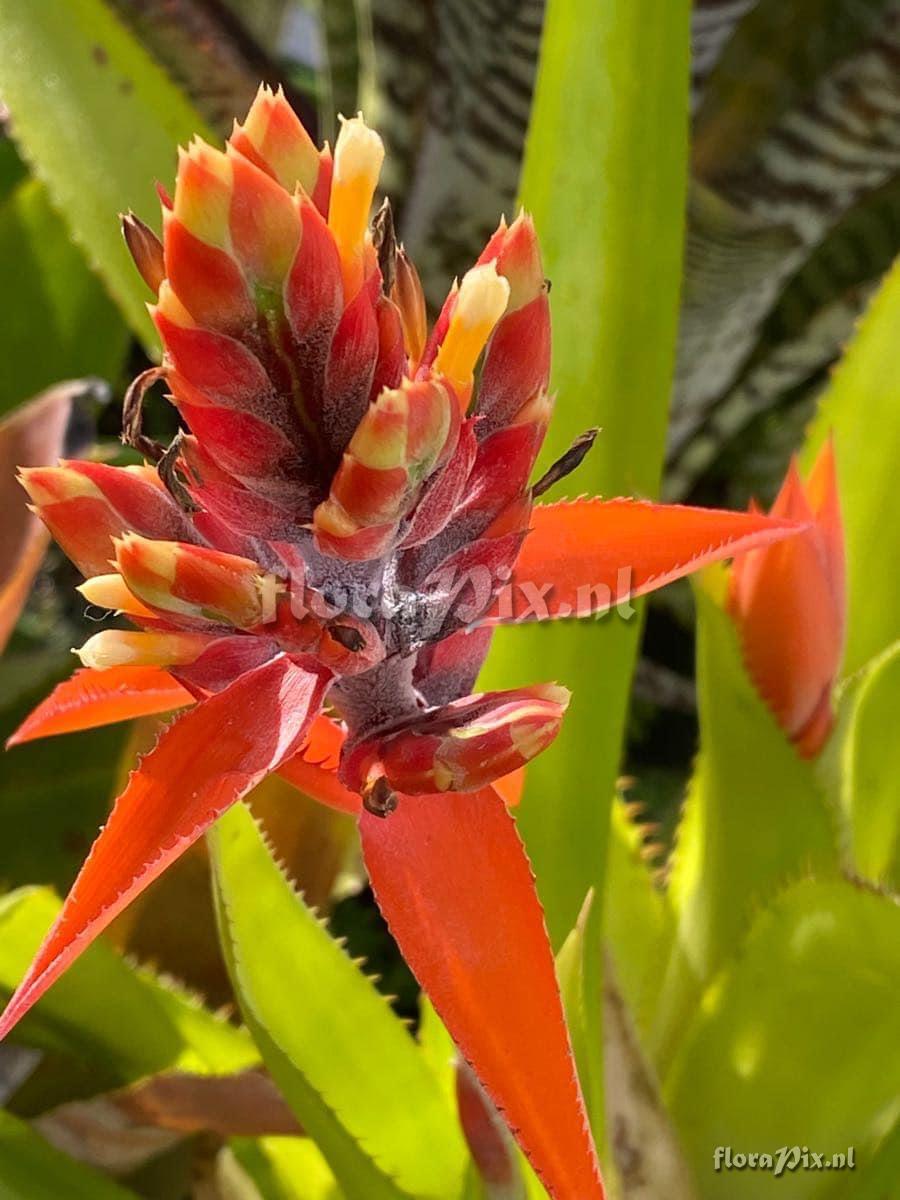 Aechmea tillandsioides