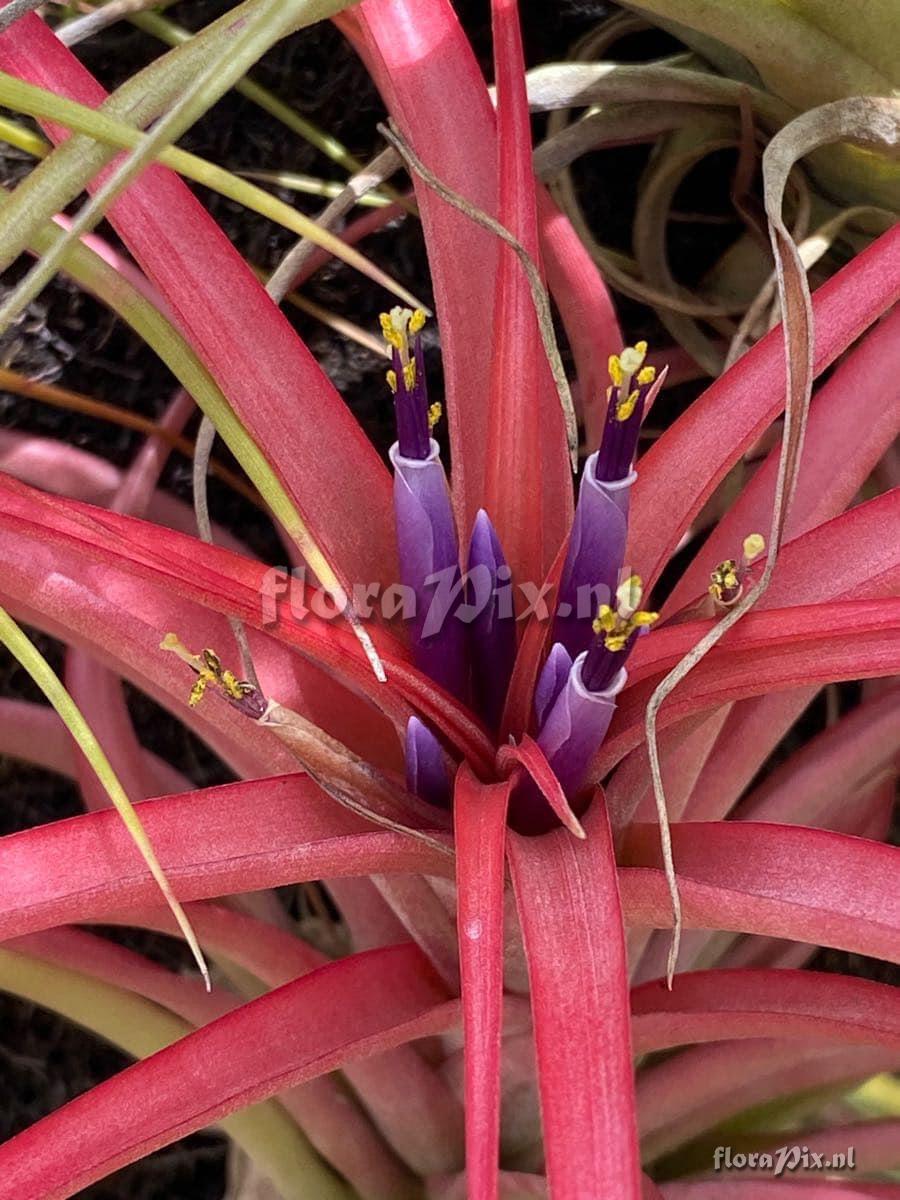 Tillandsia brachycaulos