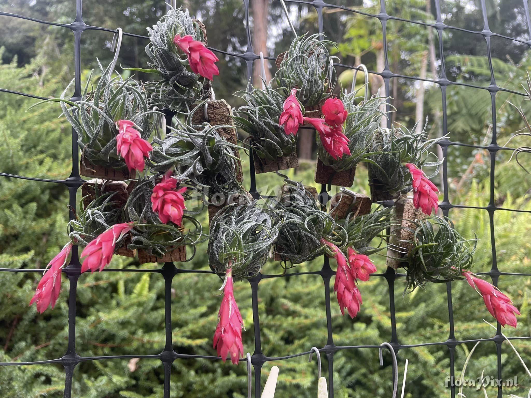 Tillandsia sprengeliana