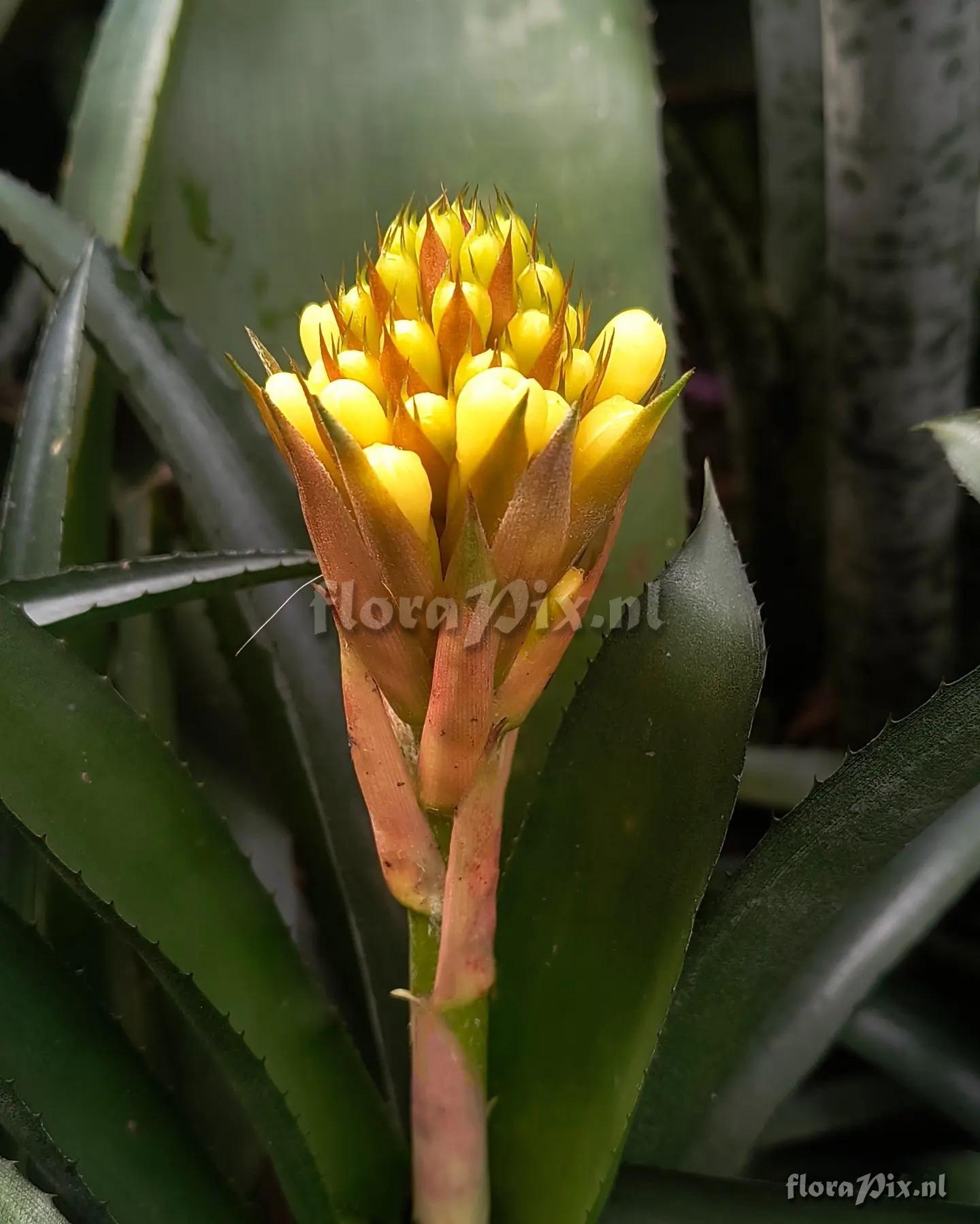 Aechmea pimentivelosoi