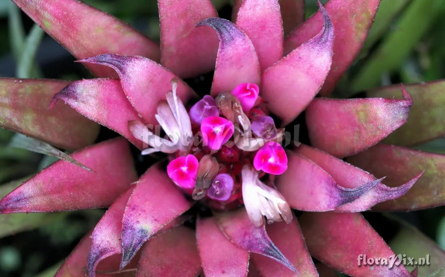 Aechmea recurvata var. benrathii