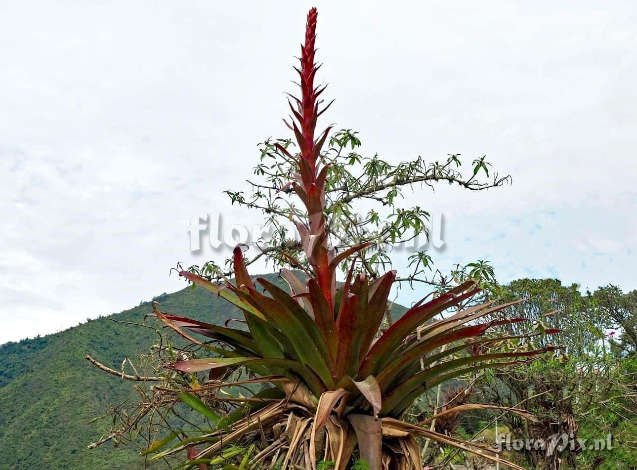 Tillandsia pastensis