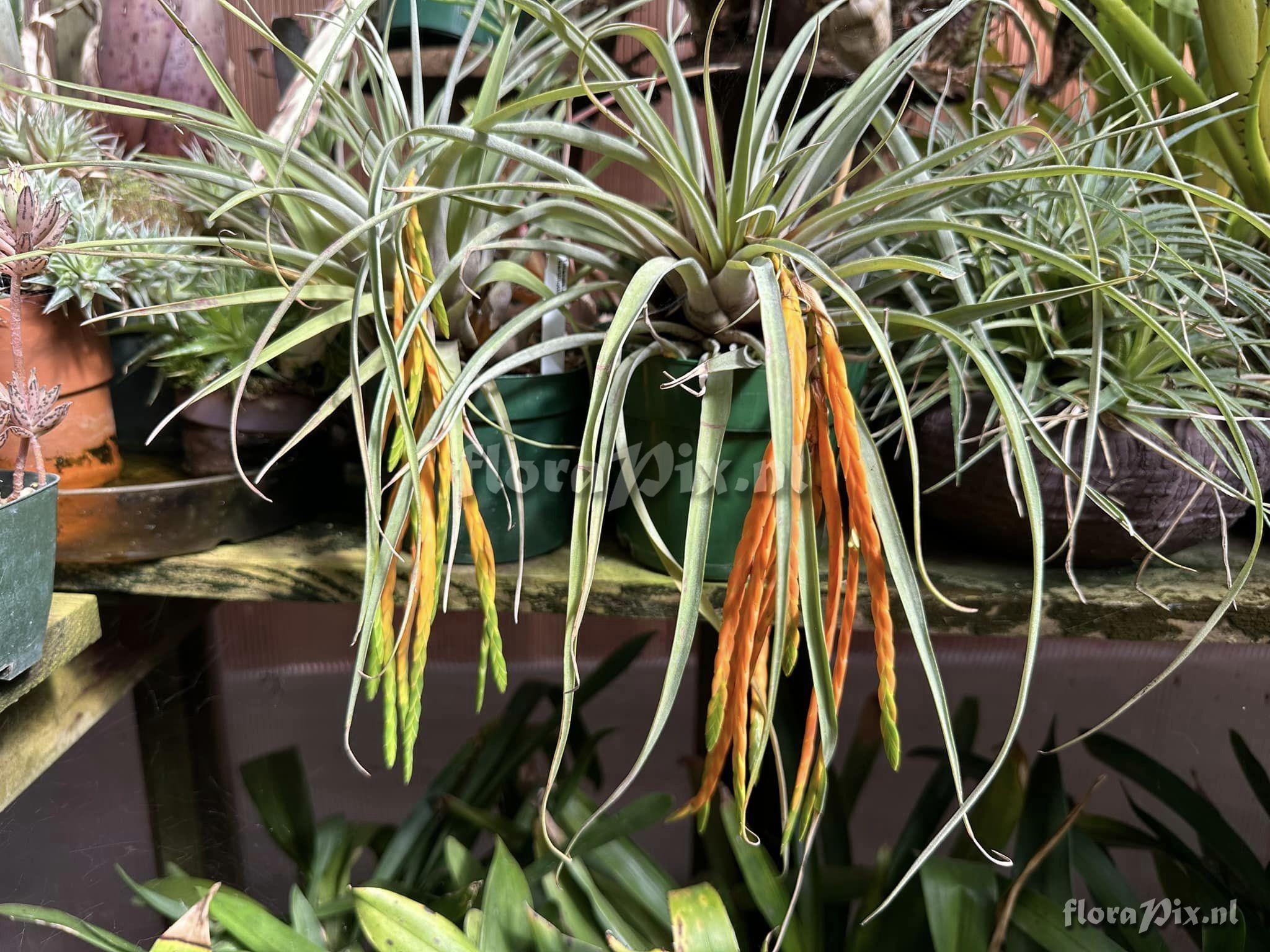 Tillandsia barthlottii