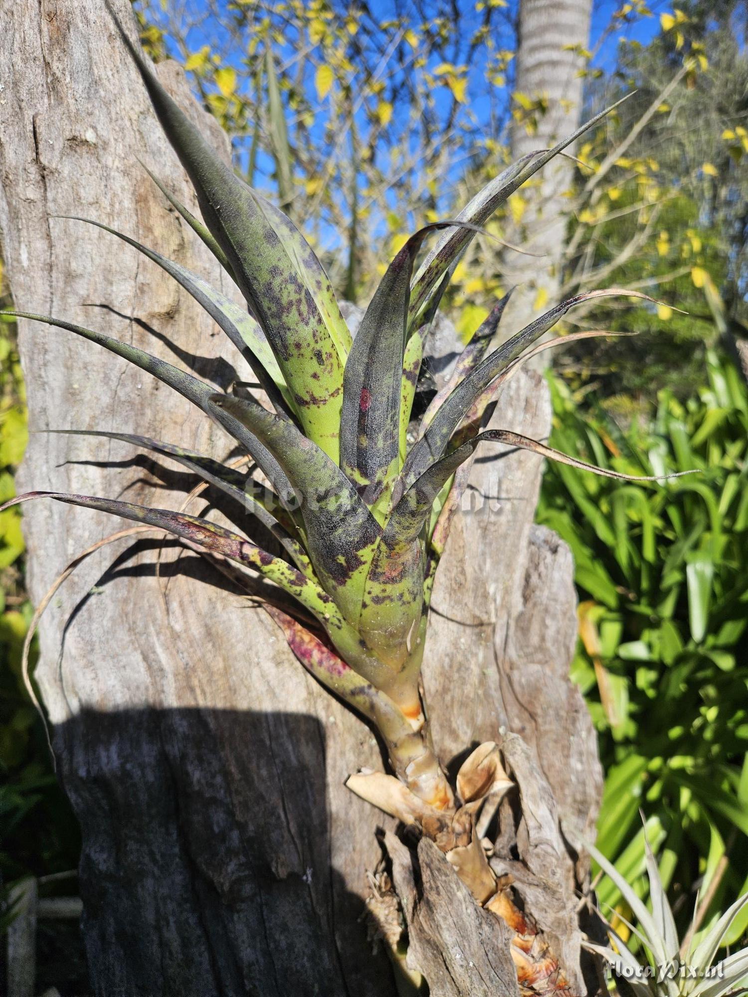 Tillandsia roezlii