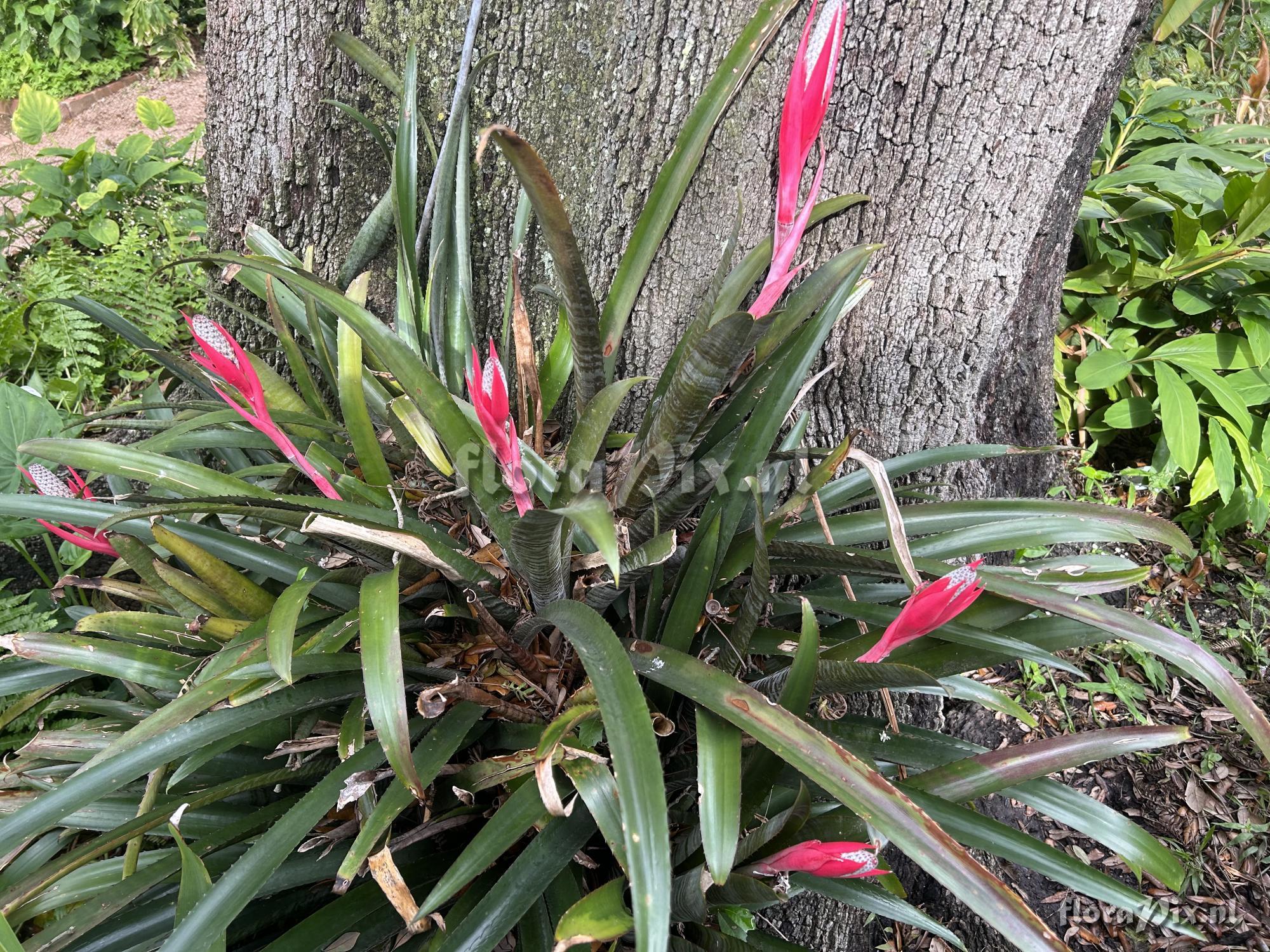 Aechmea maculata