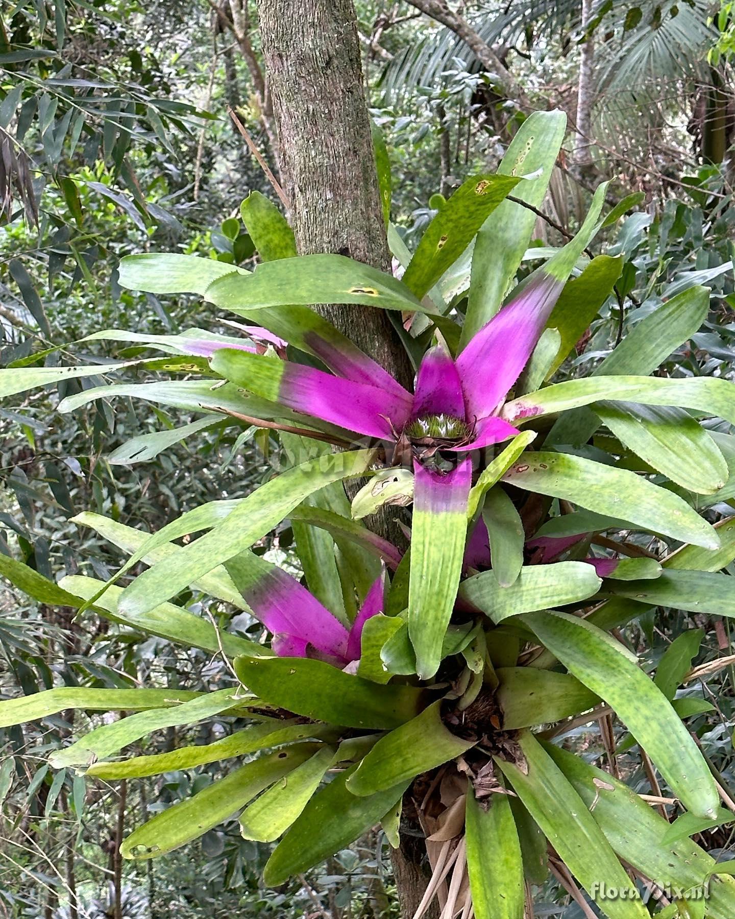 Neoregelia concentrica