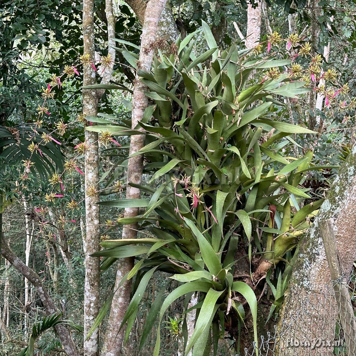 Aechmea bambusoides