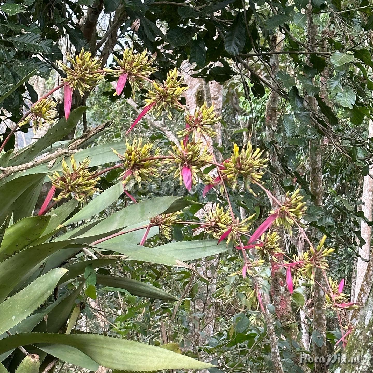 Aechmea bambusoides