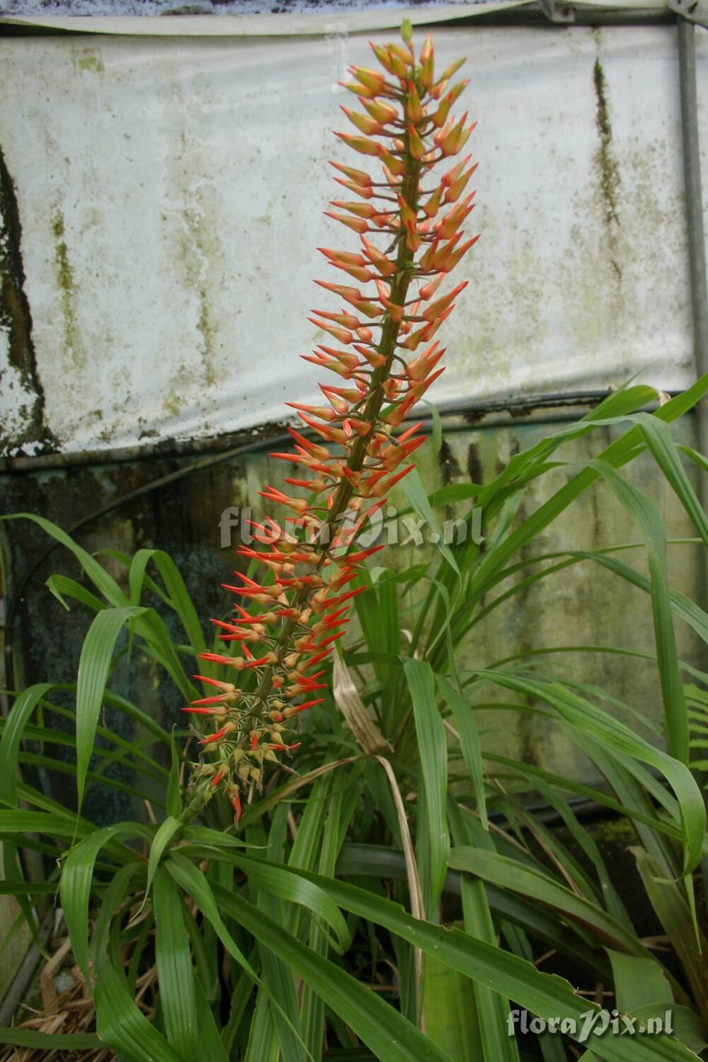 Pitcairnia sp EG