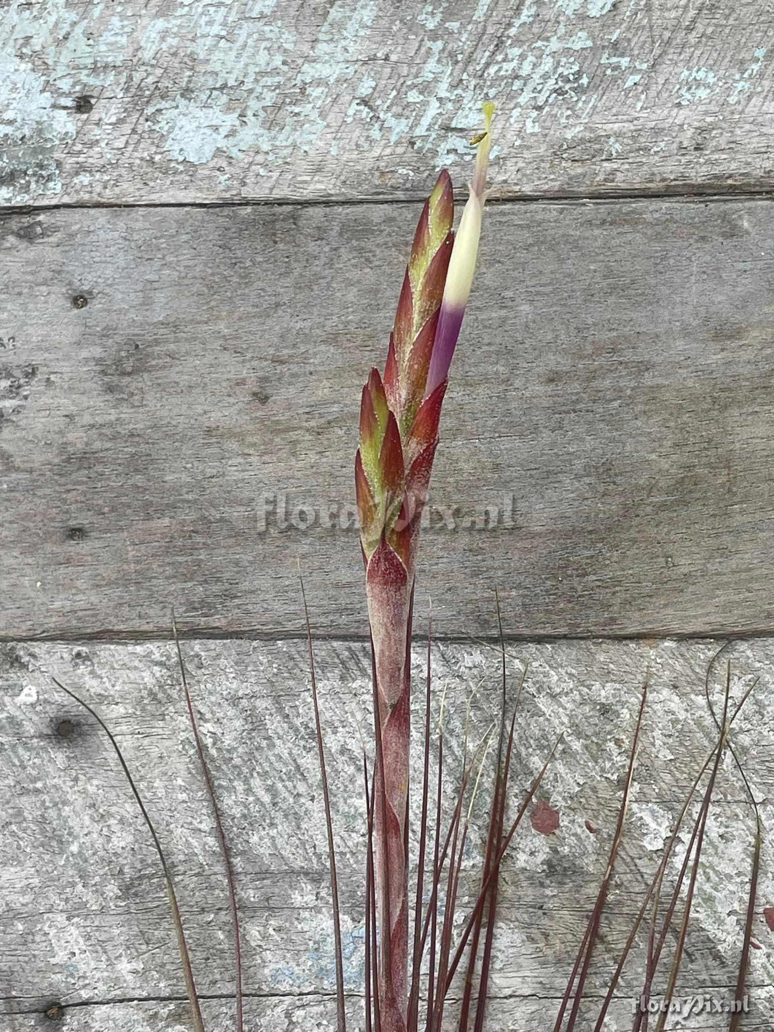 Tillandsia chapalillaensis