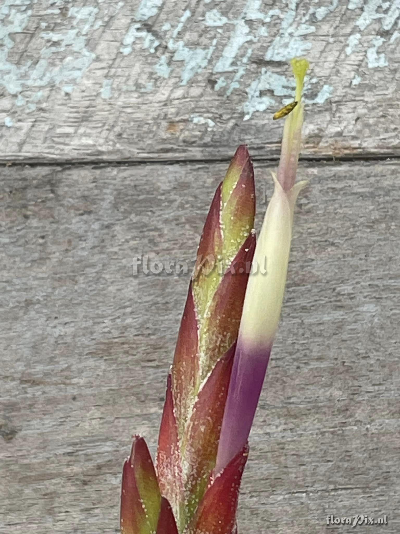 Tillandsia chapalillaensis