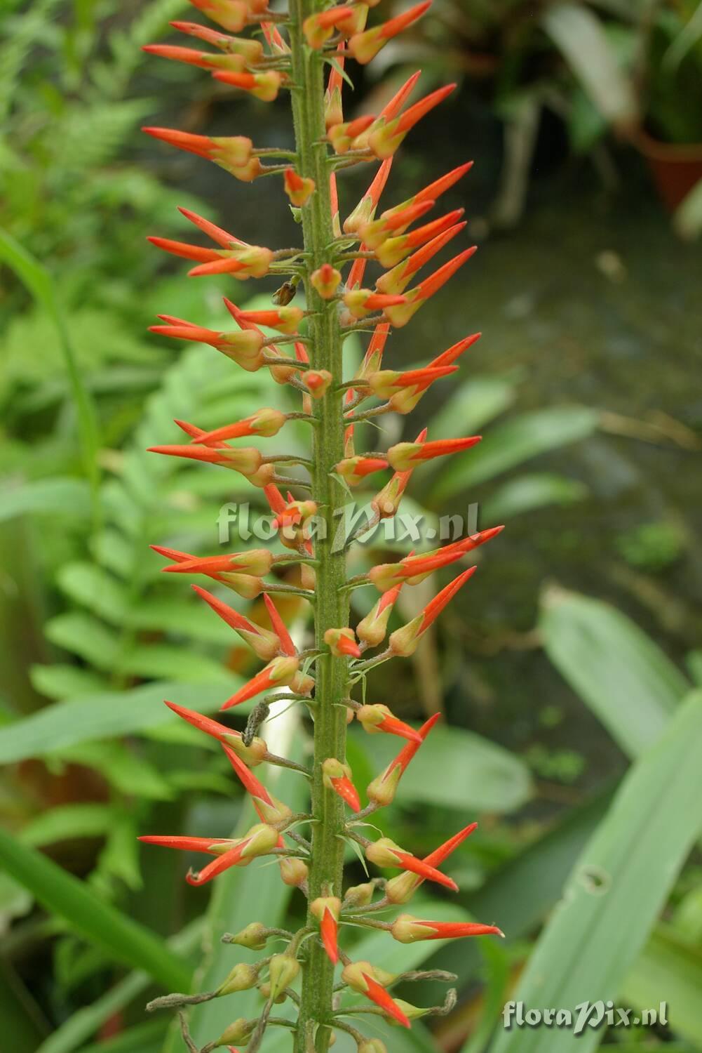 Pitcairnia sp EG