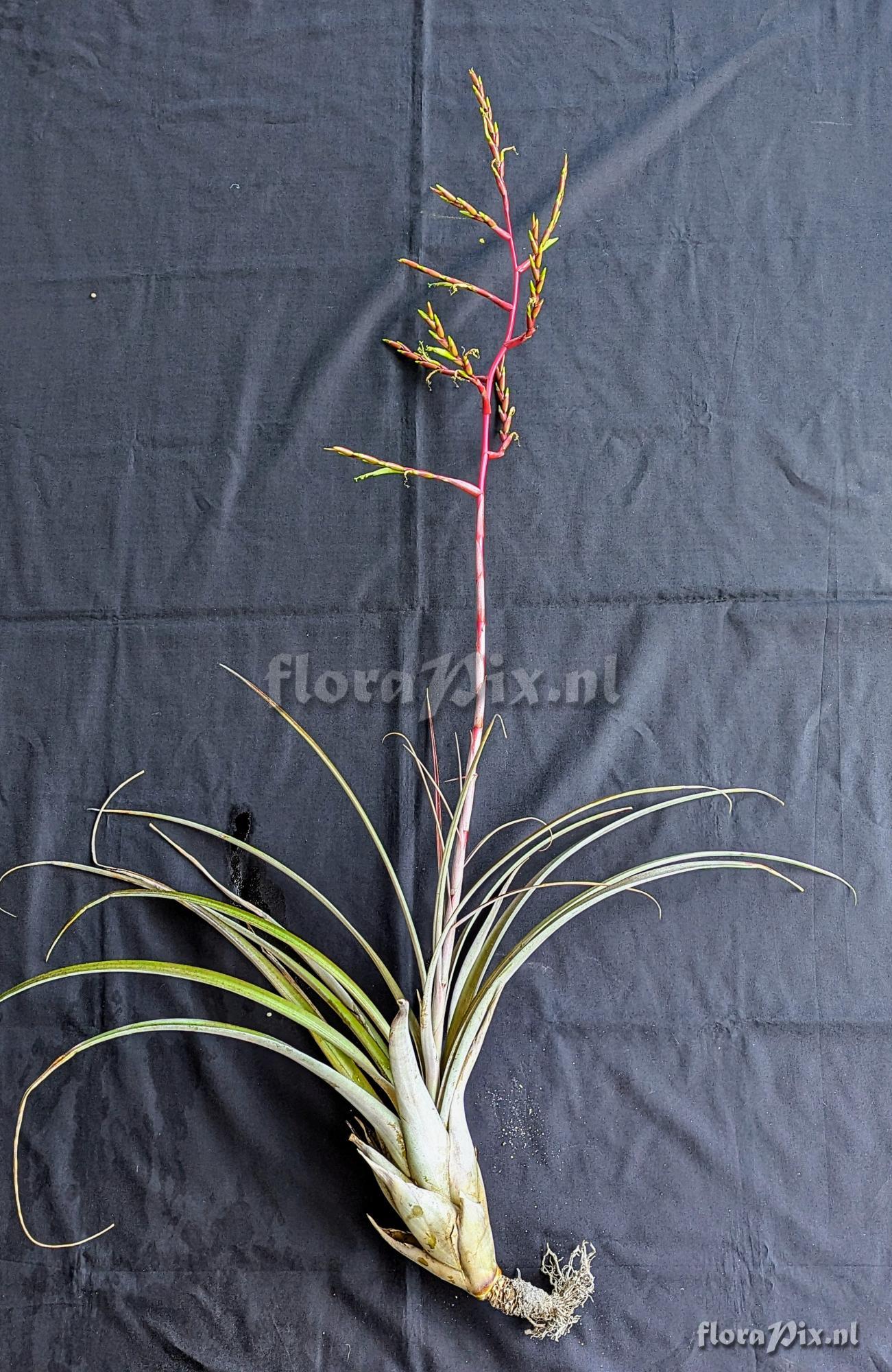 Tillandsia huamelulaensis