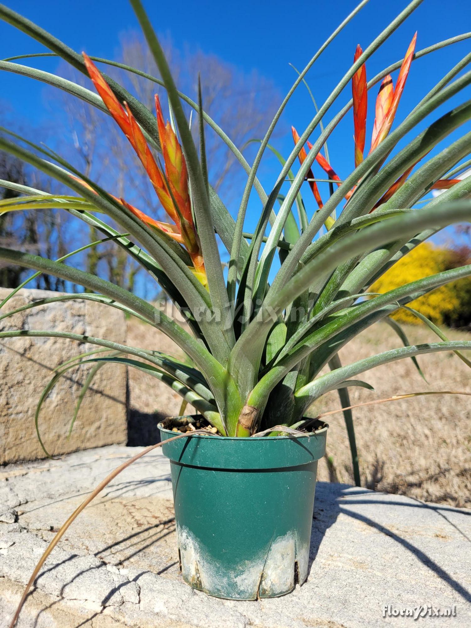 Tillandsia jacobbakii