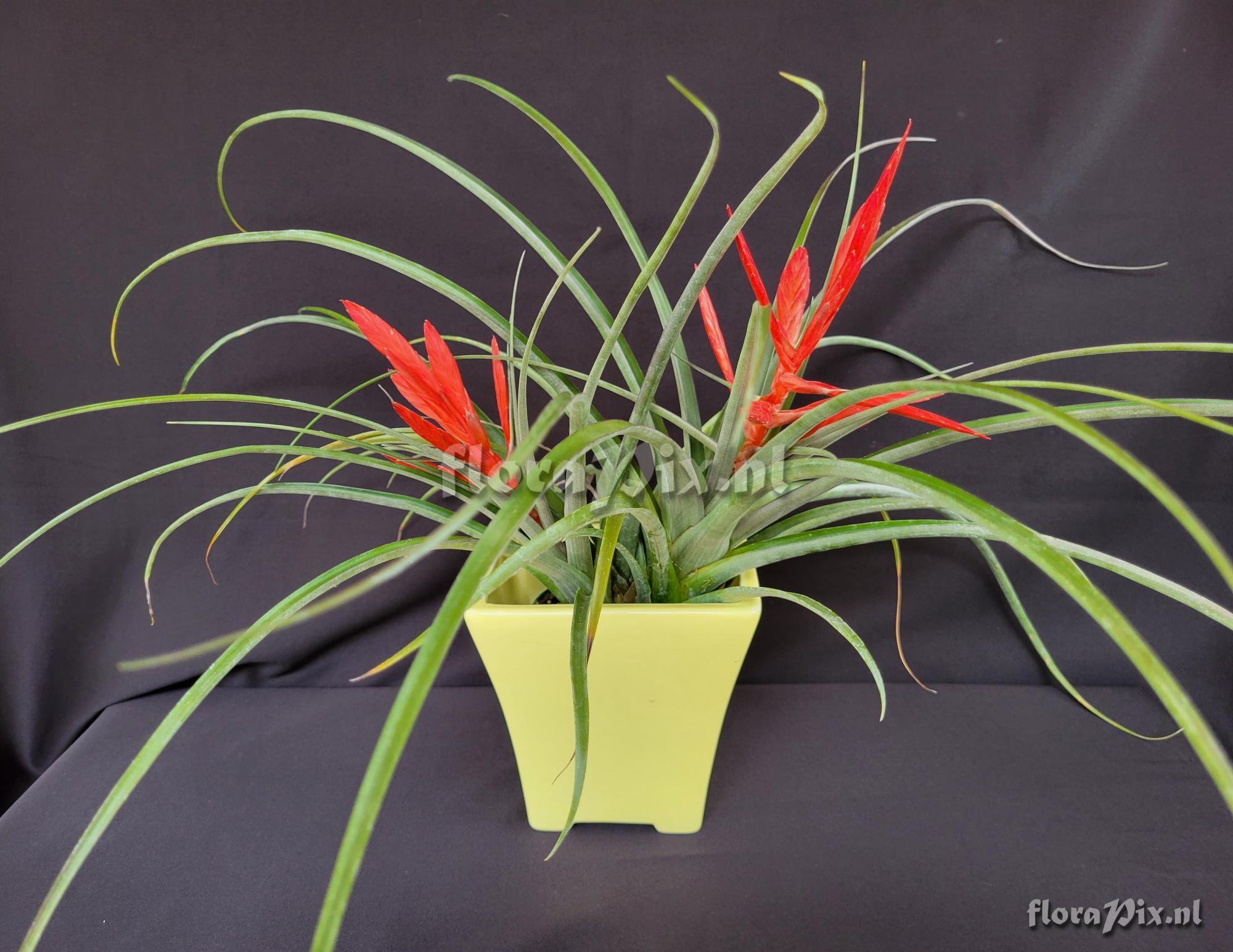 Tillandsia jacobbakii