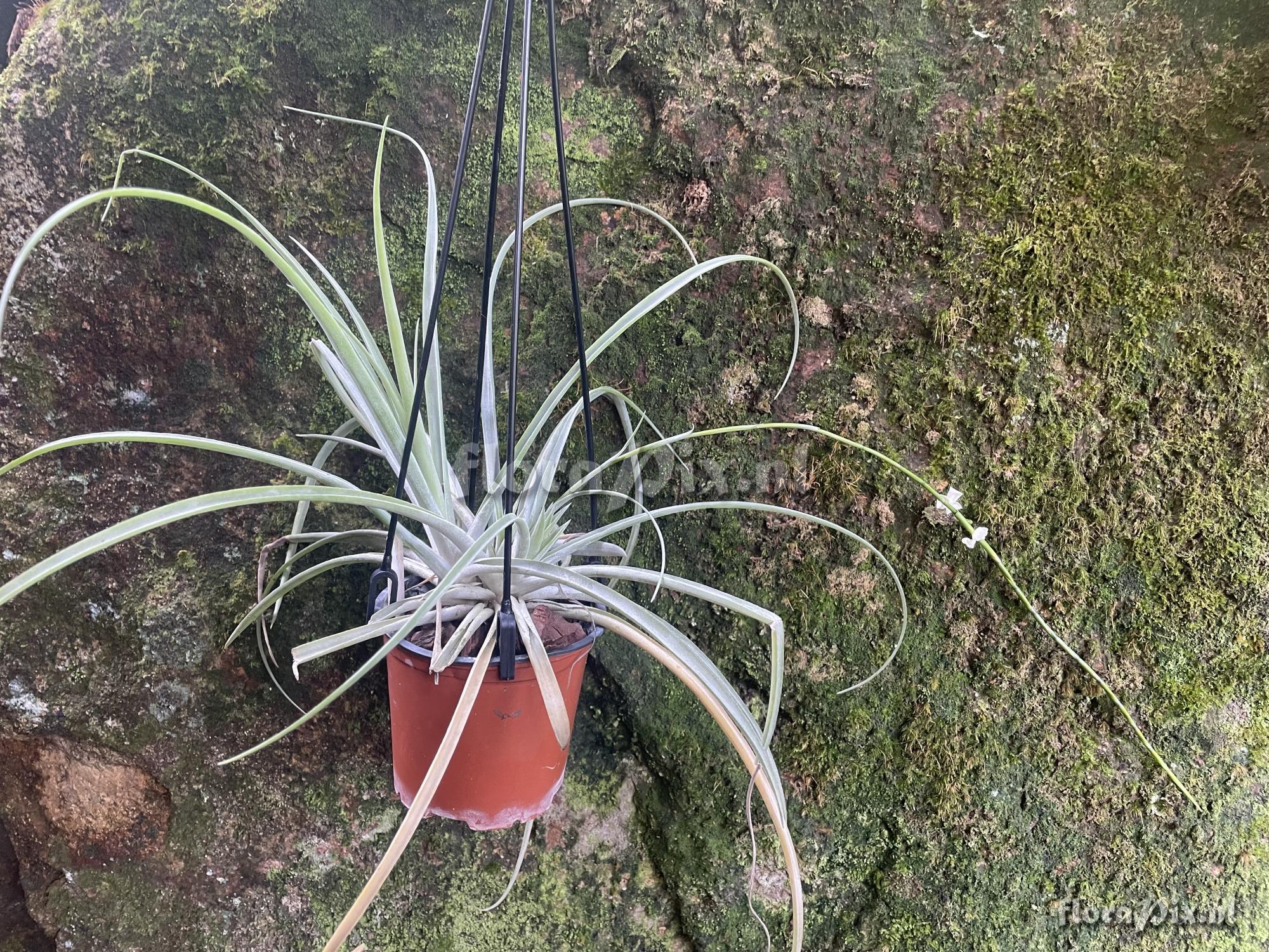 Lemeltonia triglochinoides