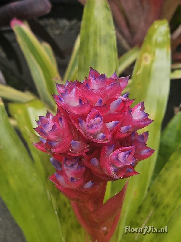 Aechmea entringeri