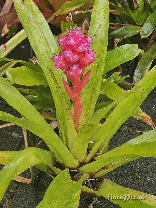 Aechmea entringeri