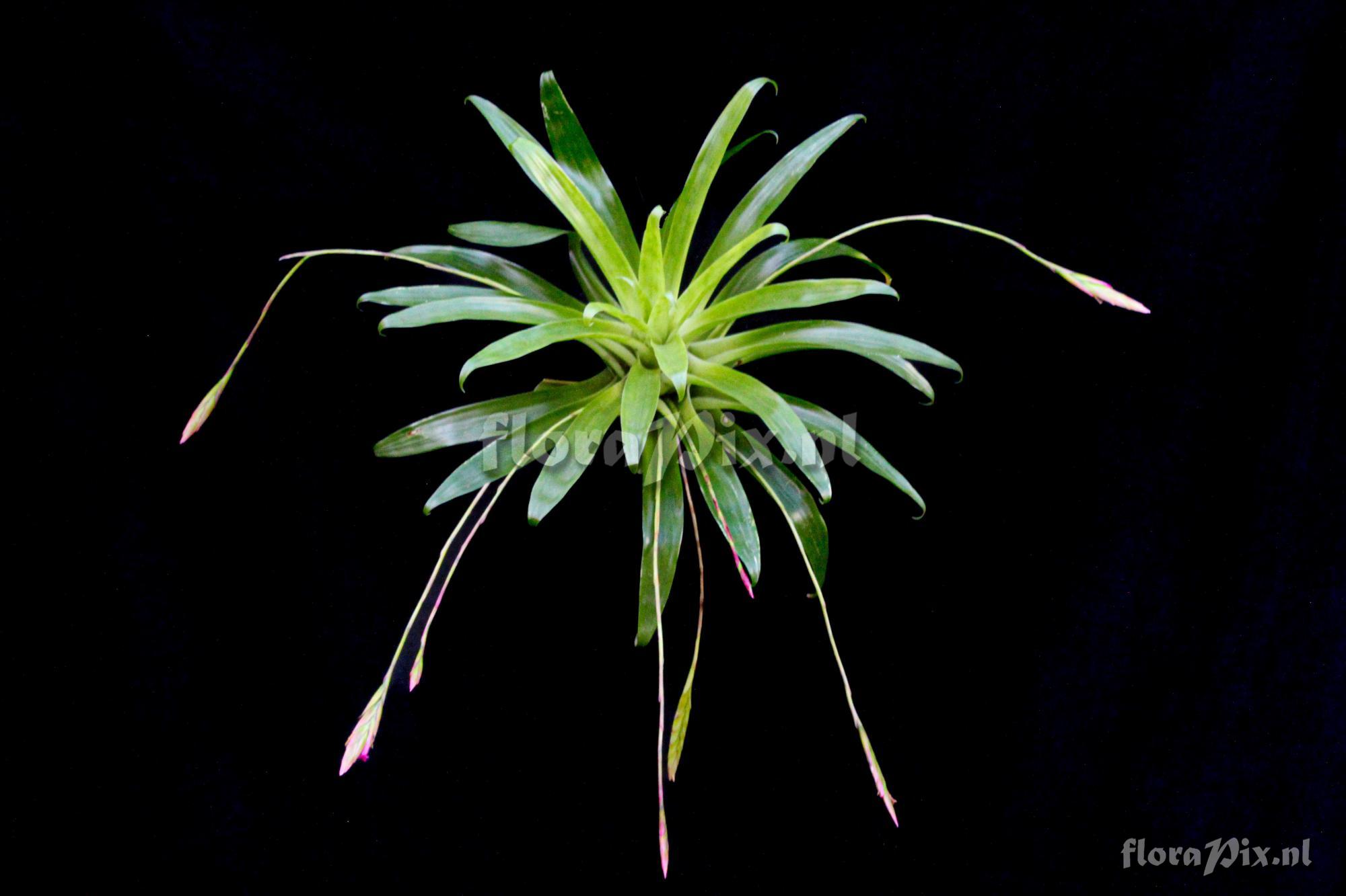 Tillandsia complanata