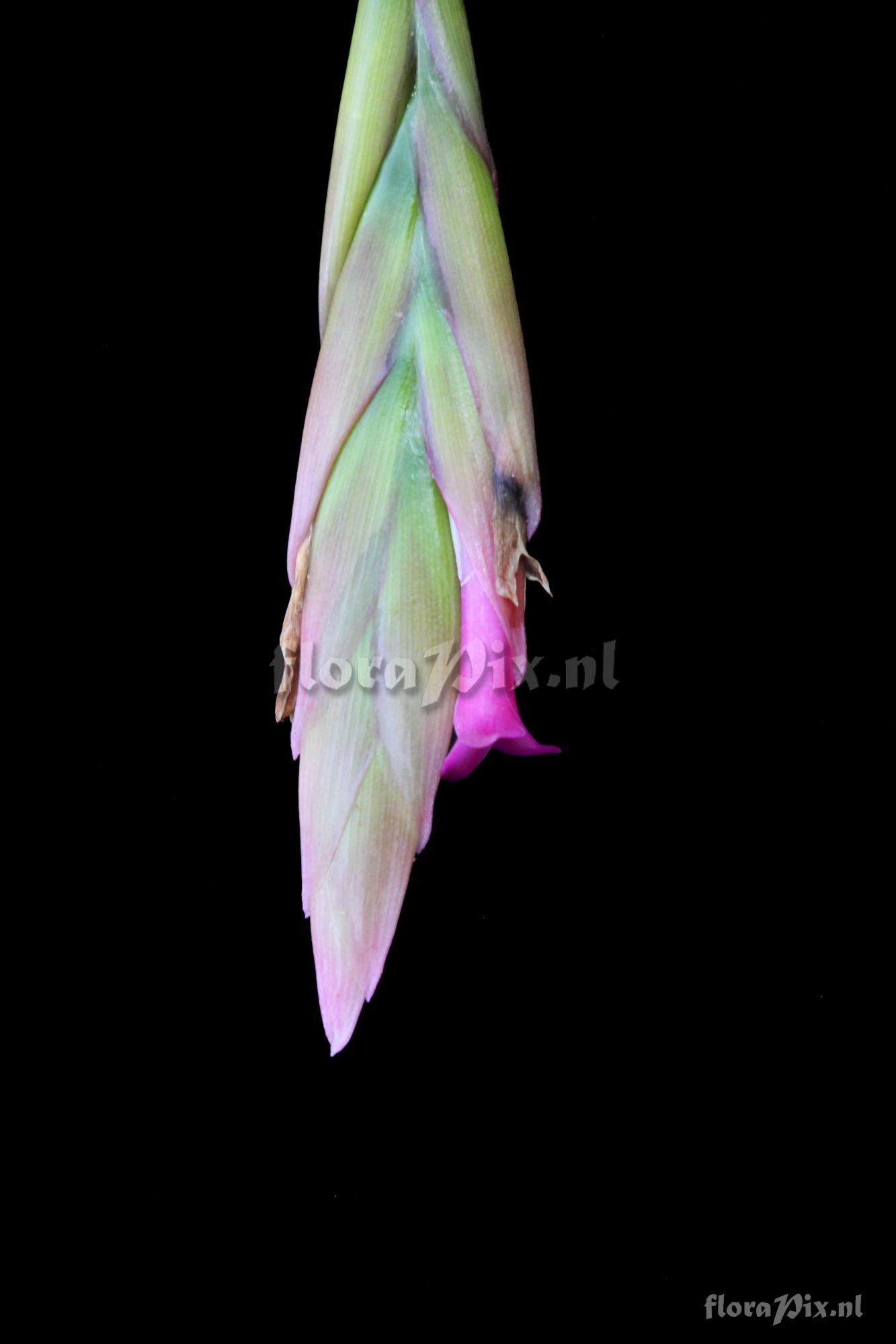Tillandsia complanata