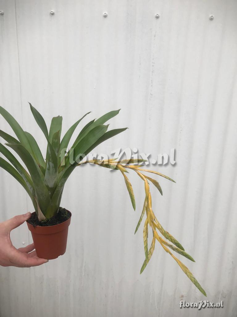 Tillandsia 