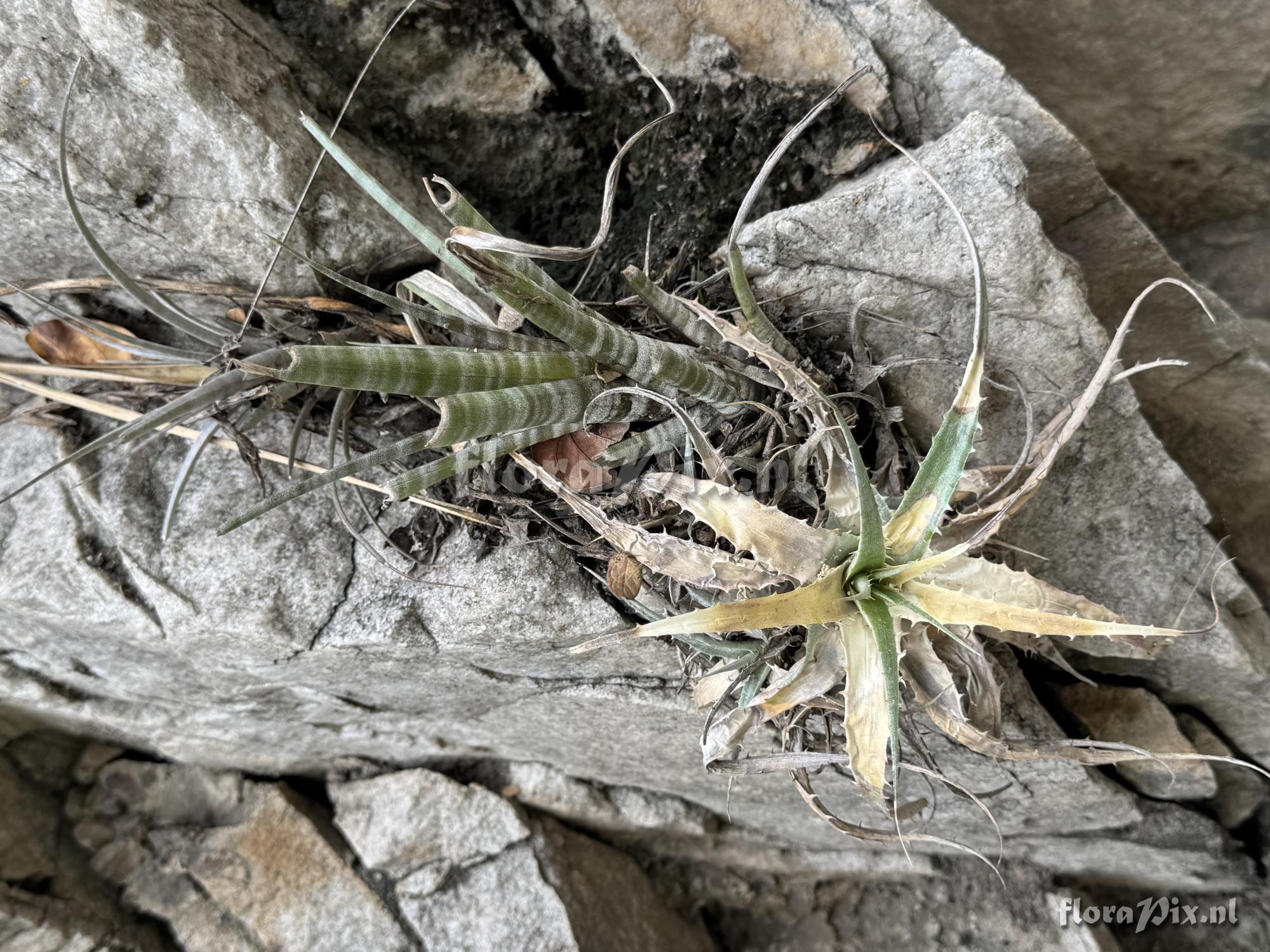 Tillandsia hildae 