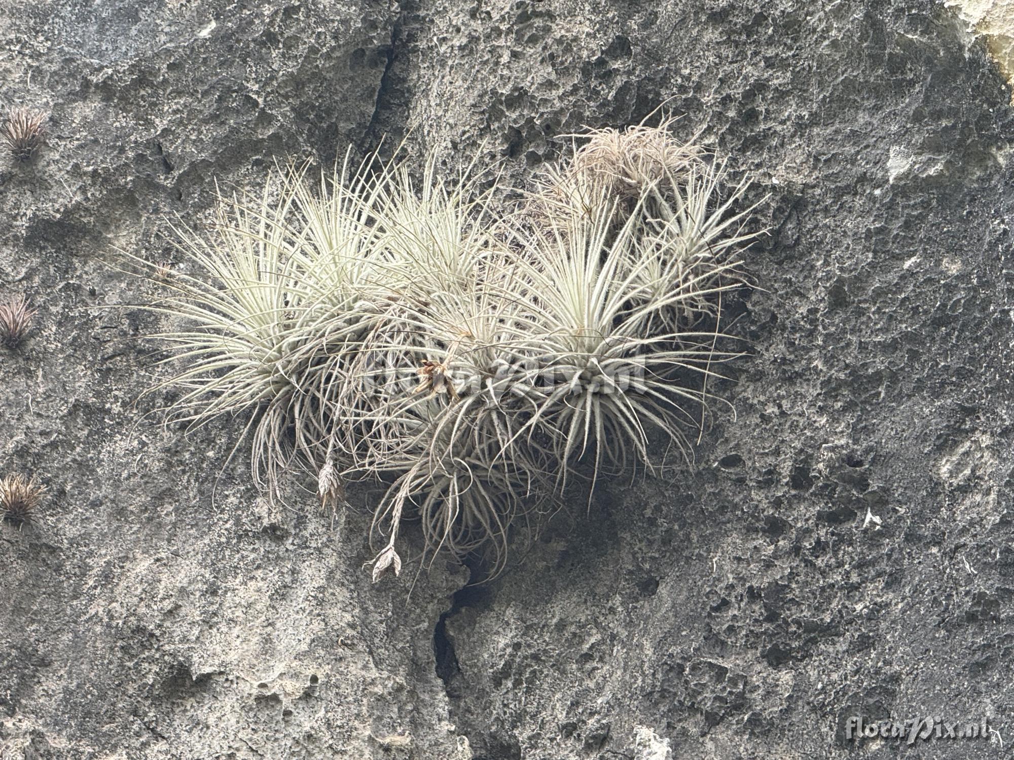 Tillandsia tectorum