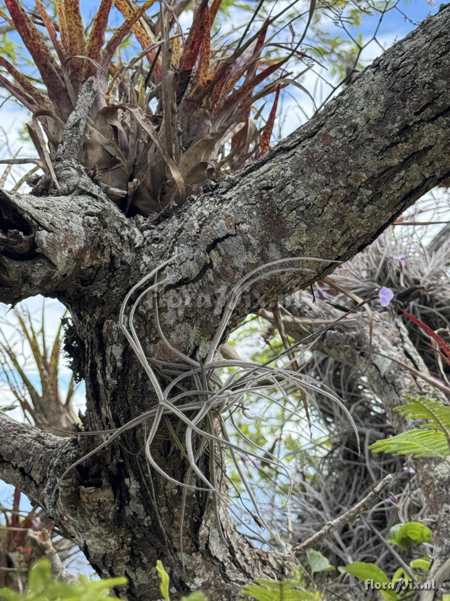 Tillandsia streptocarpa