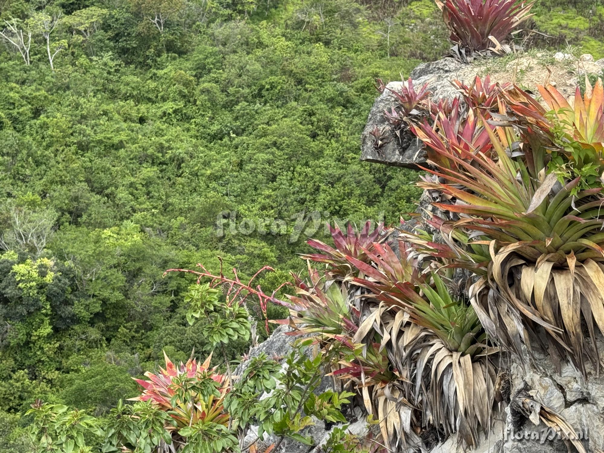 Tillandsia carnosa