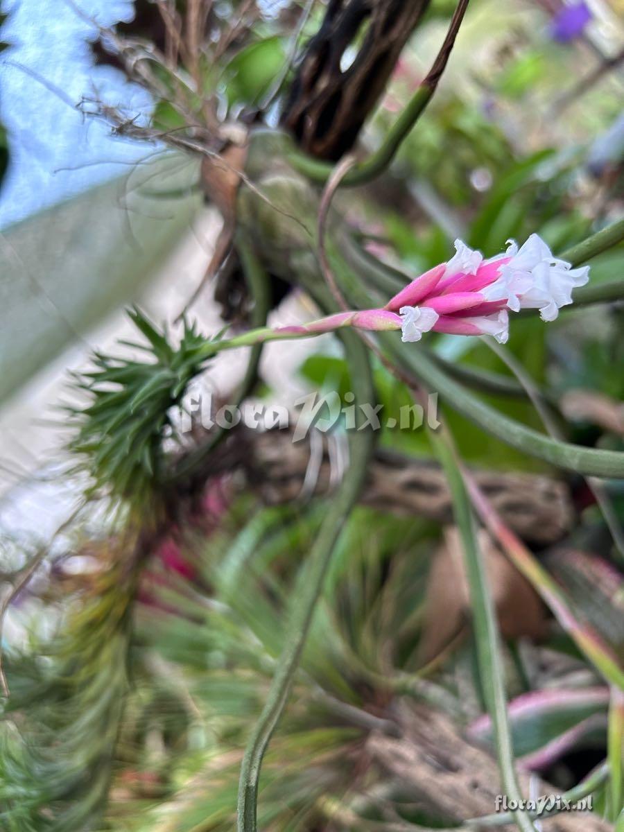 Tillandsia araujei