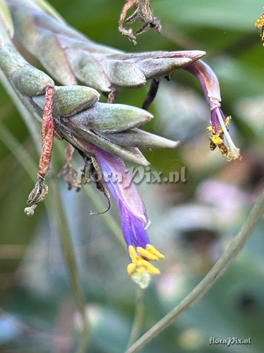 Tillandsia pseudobaileyi