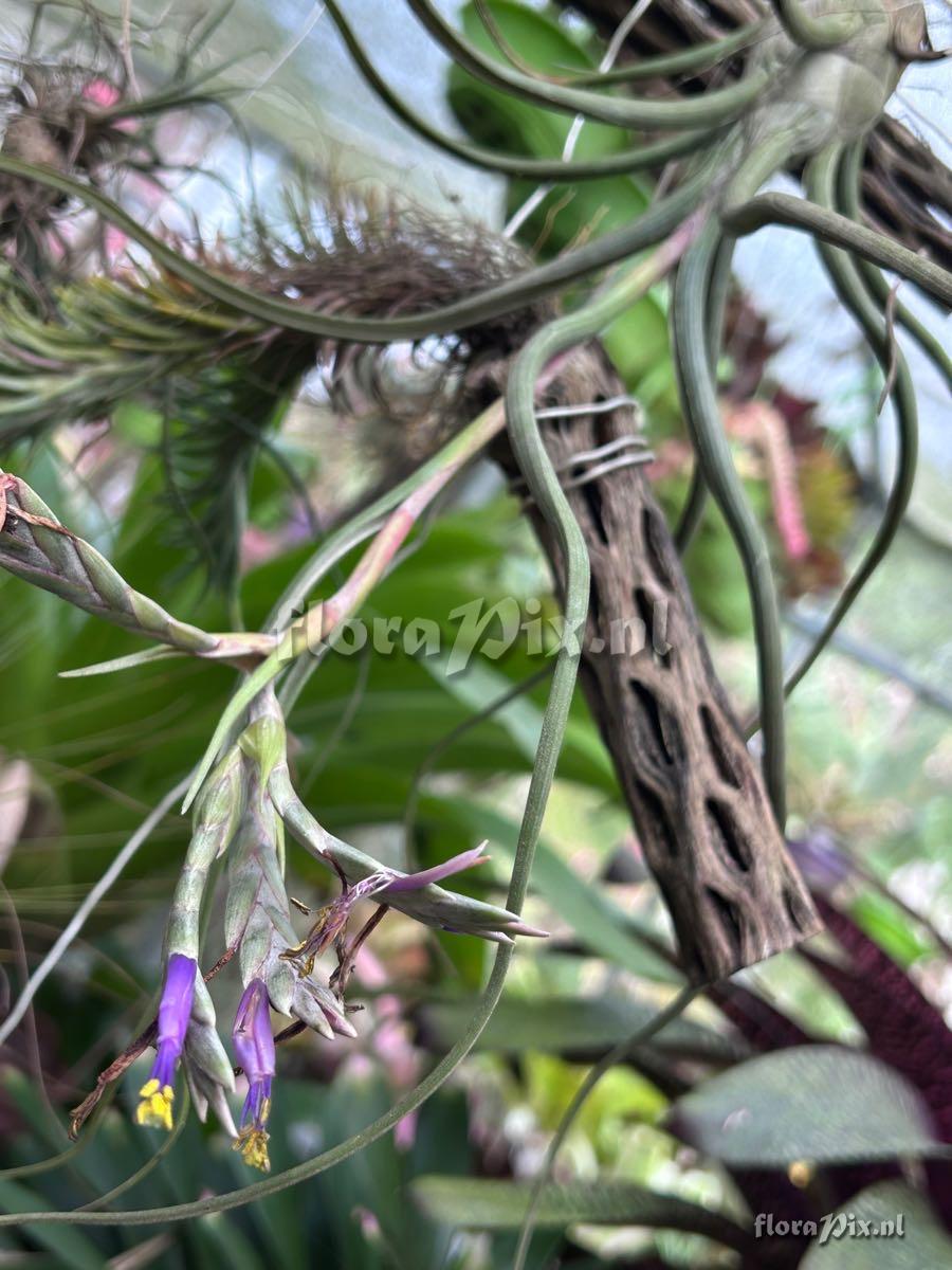 Tillandsia pseudobaileyi