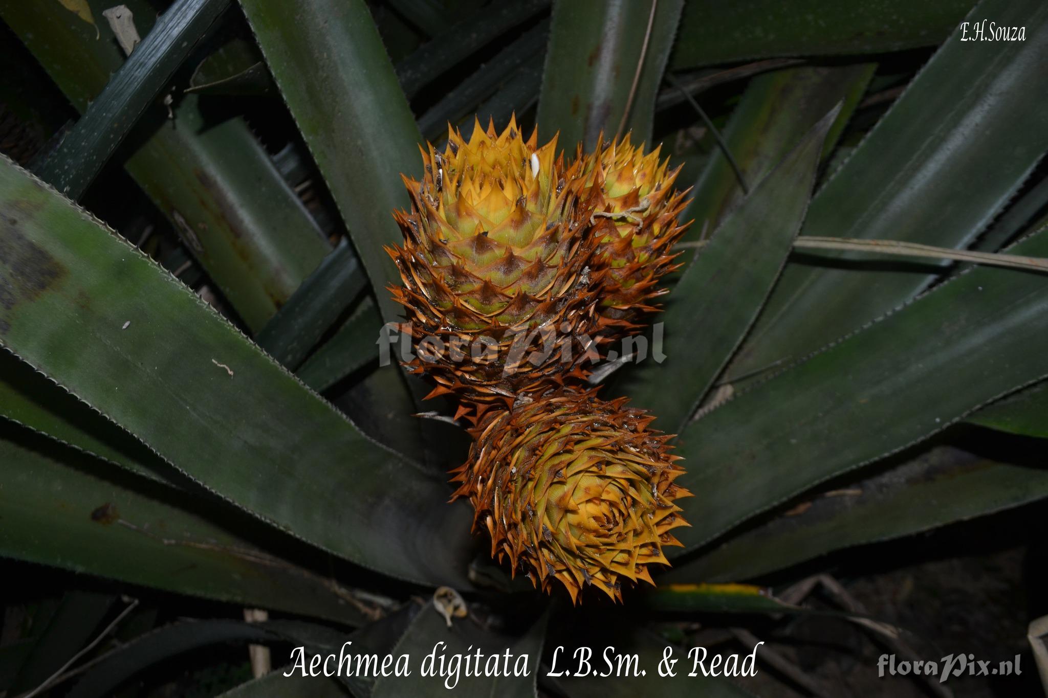 Aechmea digitata