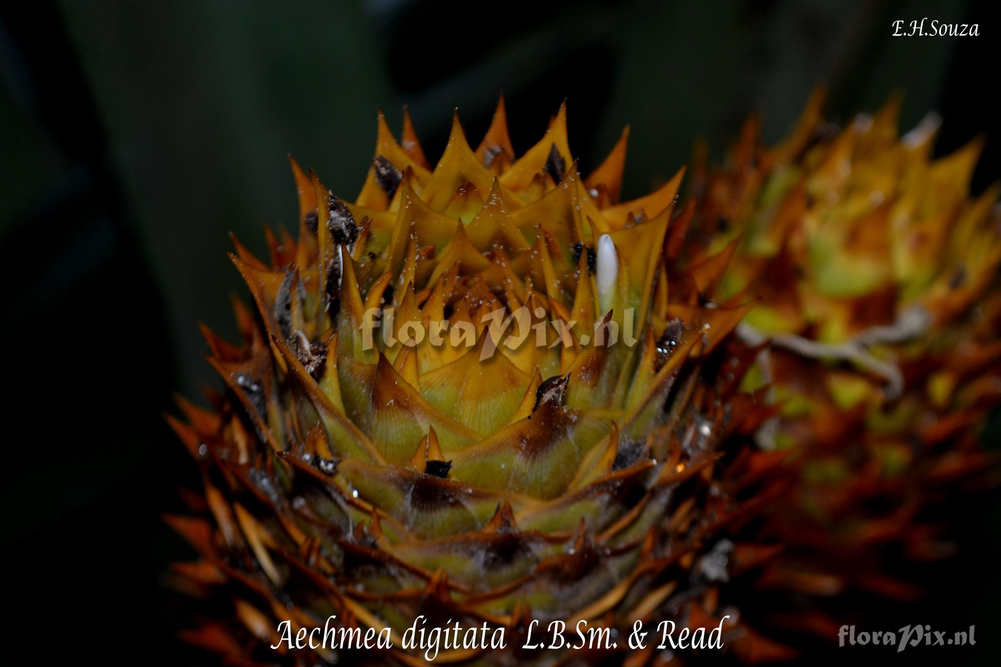 Aechmea digitata