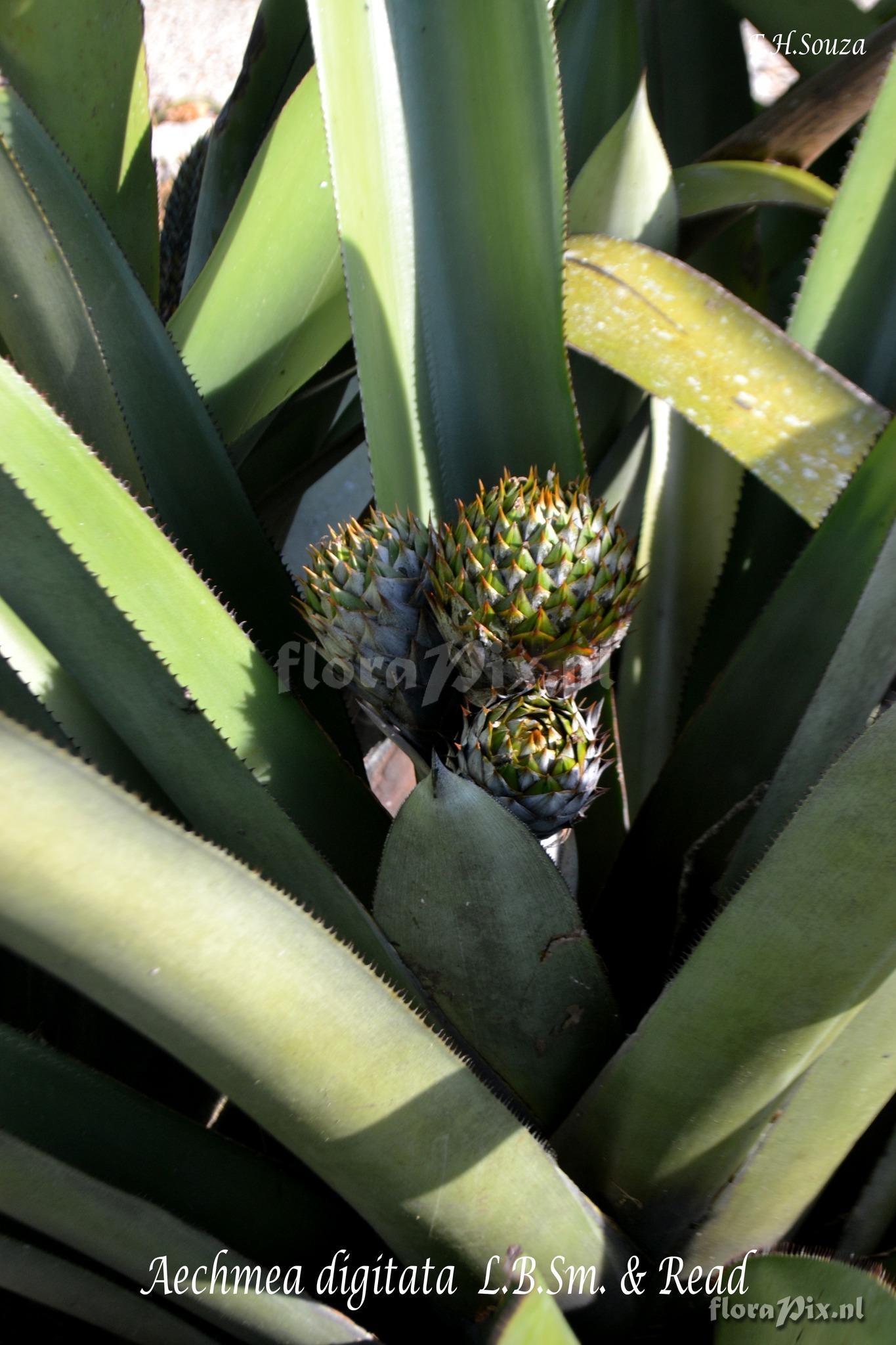 Aechmea digitata