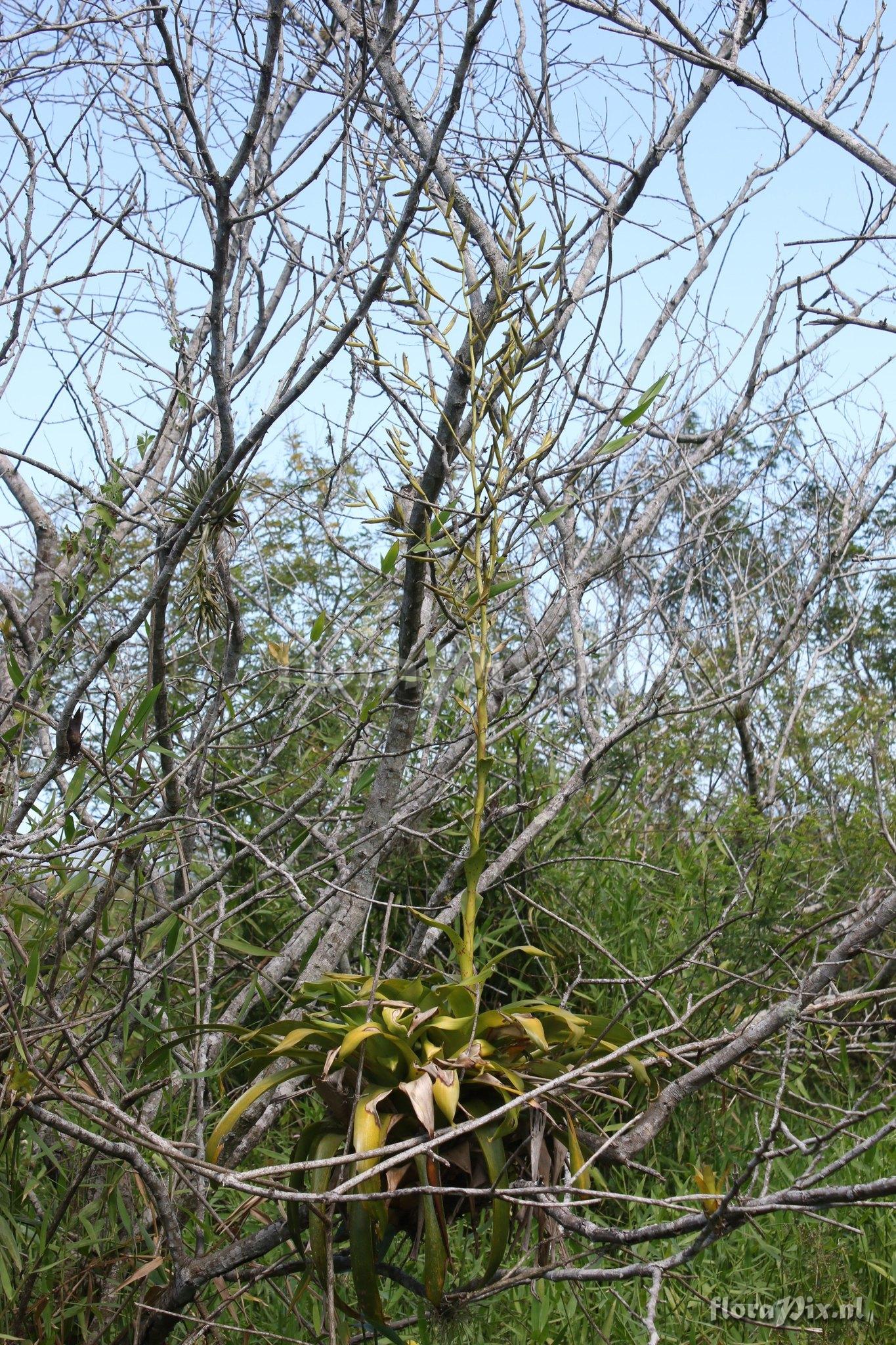 Vriesea rubroviridis